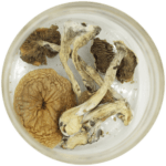 African Cubensis (Panaeolus africanus) | Magic Mushroom Dispensary Canada