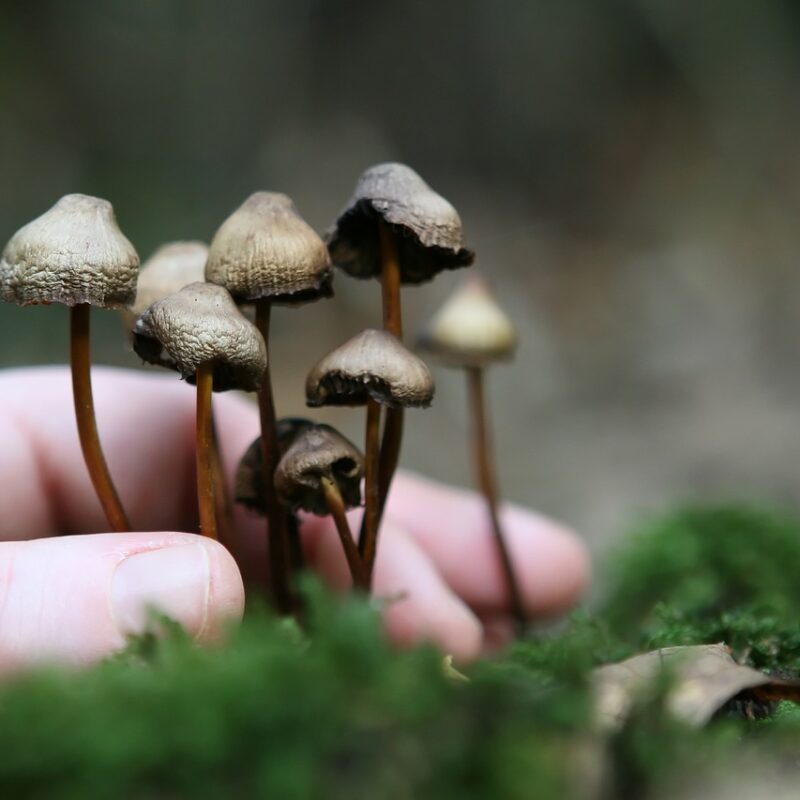 Guide to Magic Mushrooms | Magic Mushroom Dispensary Canada