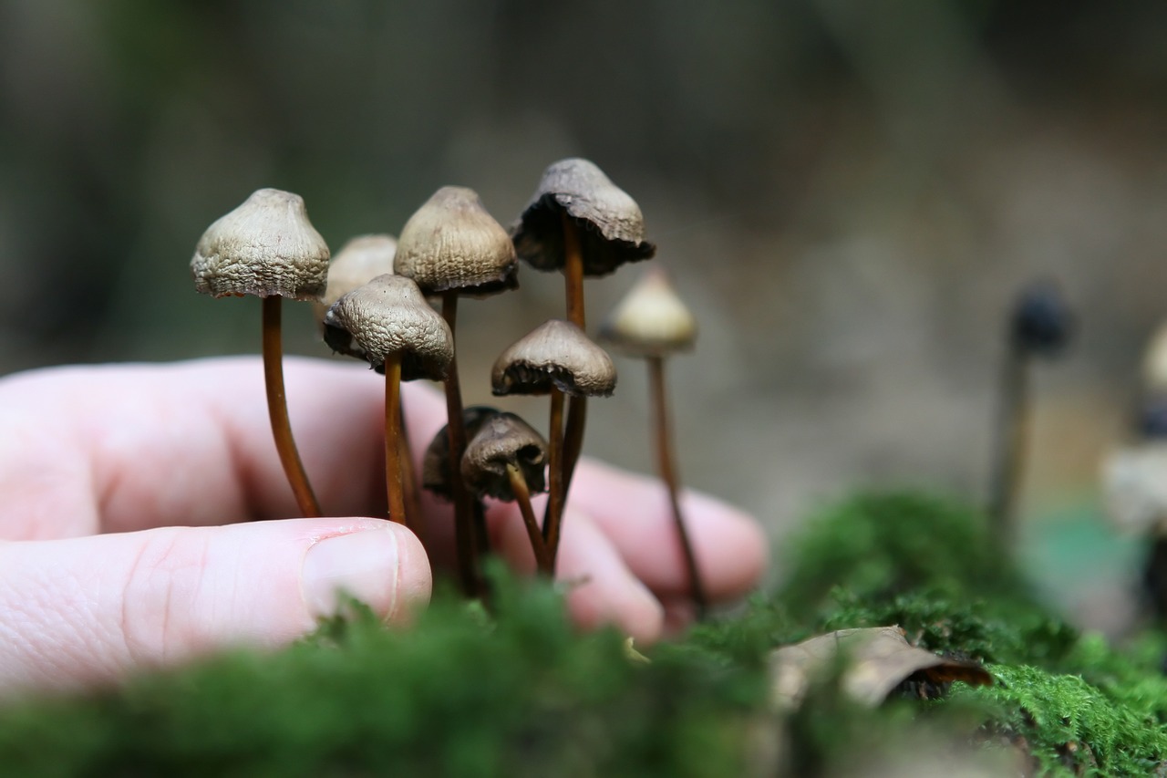 The Magic Mushroom Cultivation: Unraveling the Mycelium