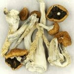 Creeper | Magic Mushroom Dispensary Canada