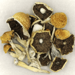 Penis Envy Cubensis | Magic Mushroom Dispensary Canada