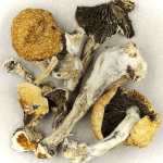 Thai Elephant | Magic Mushroom Dispensary Canada