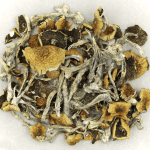 Daddy Long Legs | Magic Mushroom Dispensary Canada