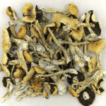 Puerto Rican | Magic Mushroom Dispensary Canada