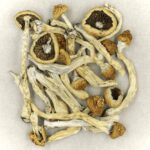 Texas Yellow Cap | Magic Mushroom Dispensary Canada