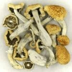 Vietnamese | Magic Mushroom Dispensary Canada