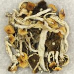 Cuban | Magic Mushroom Dispensary Canada