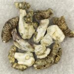 White Burma | Magic Mushroom Dispensary Canada
