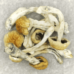Chitwan Nepal | Magic Mushroom Dispensary Canada