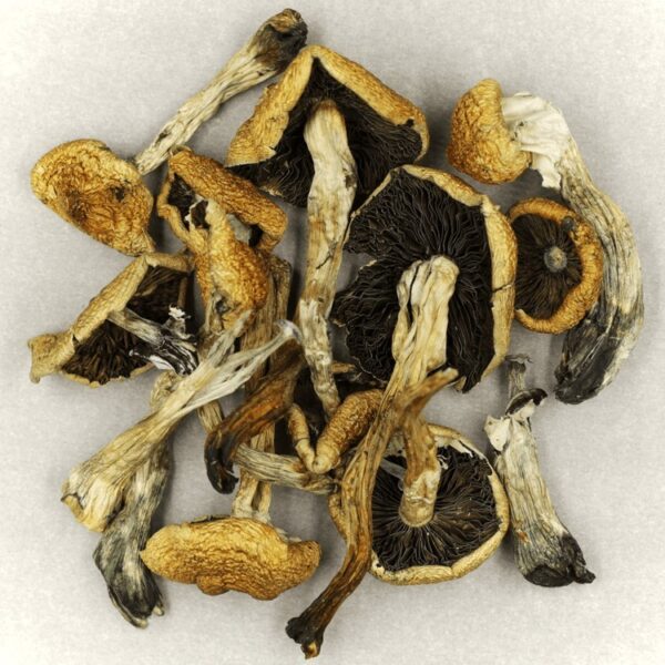 Malabar | Magic Mushroom Dispensary Canada