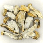 Melmac | Magic Mushroom Dispensary Canada