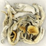 Treasure Coast | Magic Mushroom Dispensary Canada