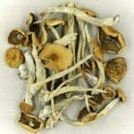 Mexicana | Magic Mushroom Dispensary Canada