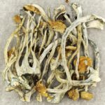 Amazonian Cubensis | Magic Mushroom Dispensary Canada