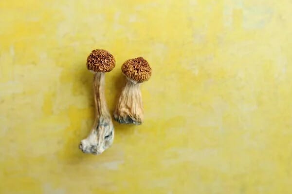 Lemon Tek at Zoomies Canada | Magic Mushroom Dispensary Canada
