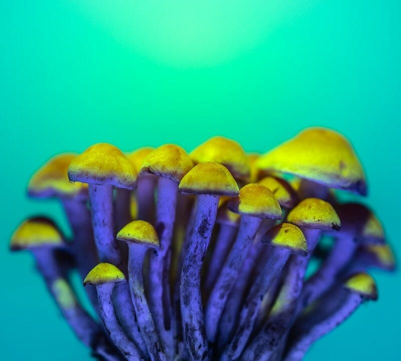 LSD Edibles | Magic Mushroom Dispensary Canada