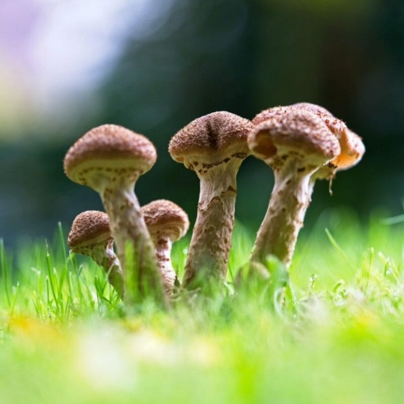 Mushroom Dispensary | Magic Mushroom Dispensary Canada