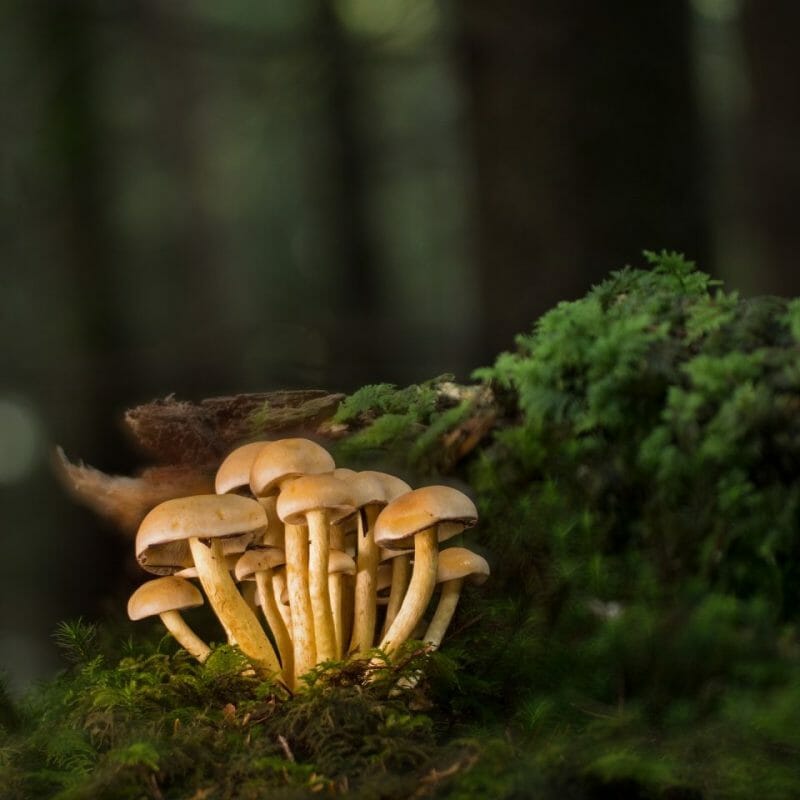 Strongest Mushroom Strains | Magic Mushroom Dispensary Canada