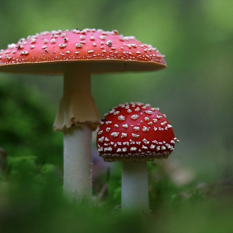 Magic Mushrooms Canada | Magic Mushroom Dispensary Canada