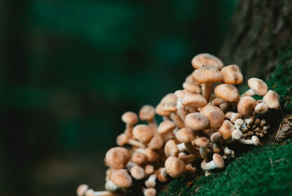 Mushroom Dispensary - Zoomies