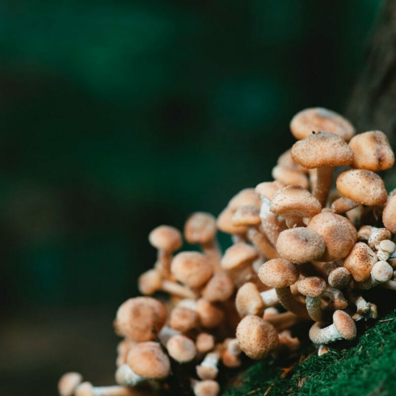 Mushroom Dispensary - Zoomies | Magic Mushroom Dispensary Canada