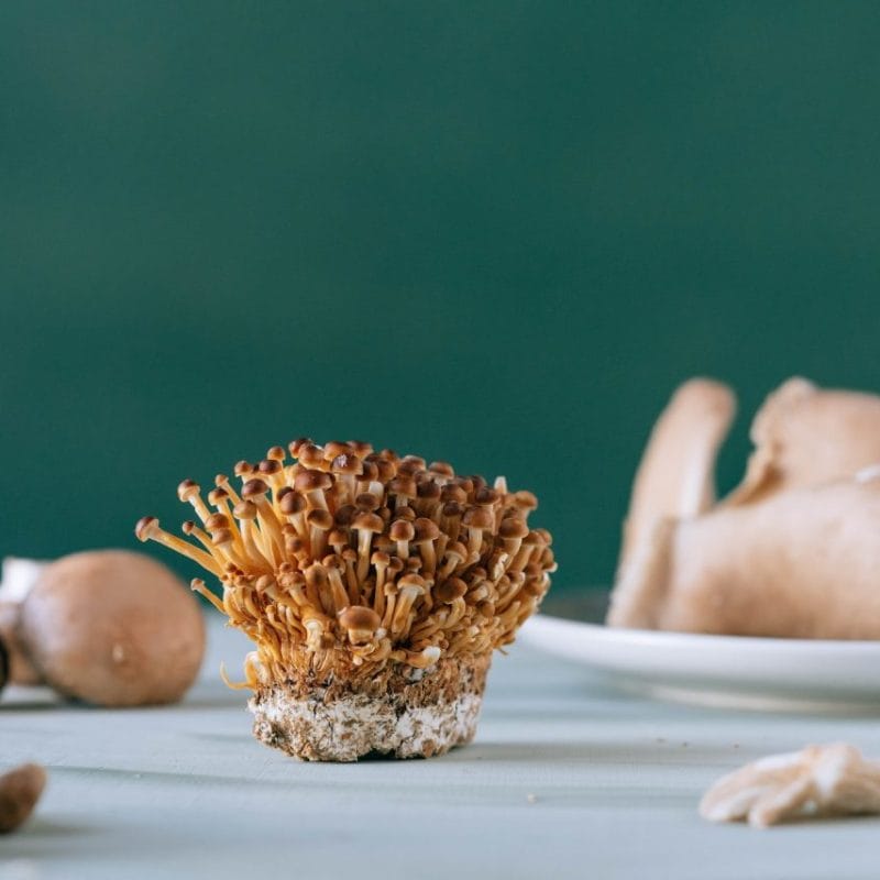 Buy Magic Mushroom | Magic Mushroom Dispensary Canada
