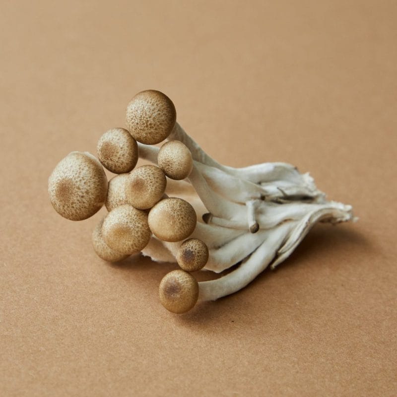 strongest mushroom strain | Magic Mushroom Dispensary Canada
