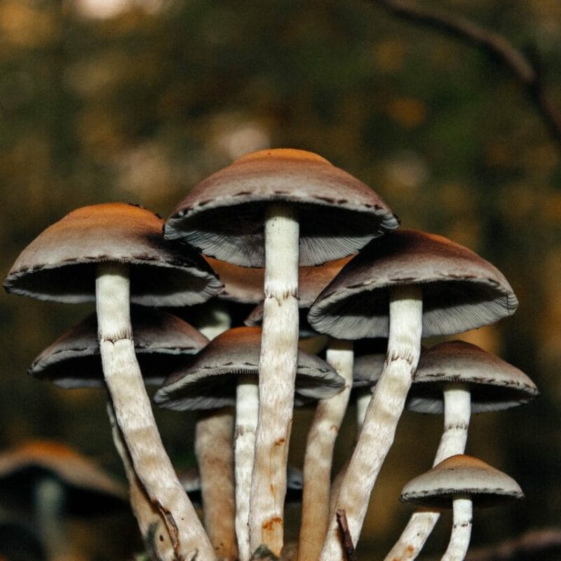 Microdose Mushrooms | Magic Mushroom Dispensary Canada