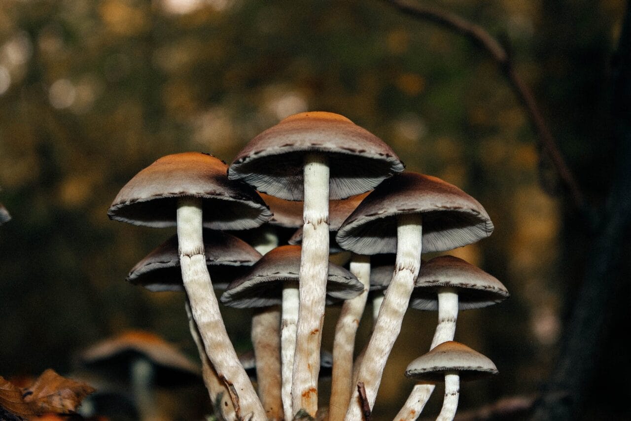 A Collection of Cases Exploring Microdose Mushrooms for Long-Term Pain Alleviation