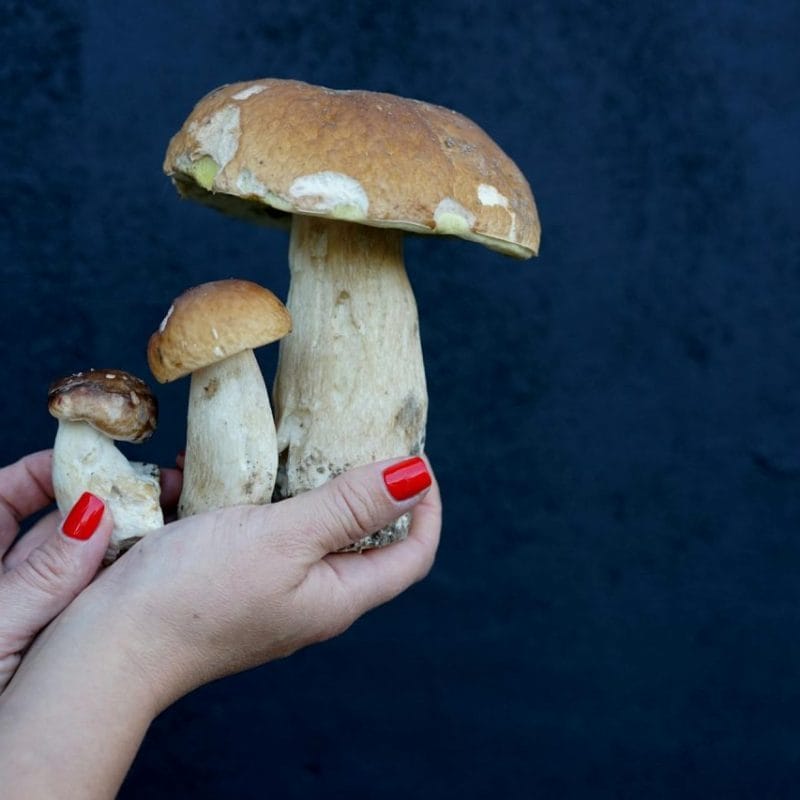 Shrooms Online | Magic Mushroom Dispensary Canada