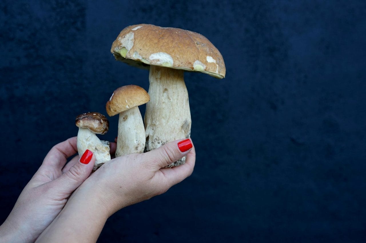 Five Mushroom Varieties You Must Try in Your Local Area