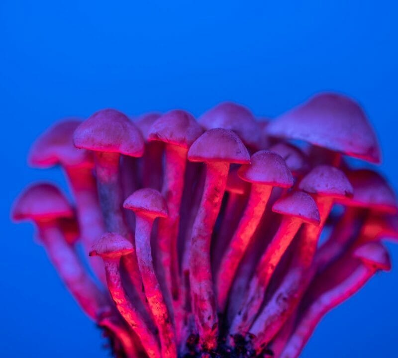 Shrooms Delivery in Canada | Magic Mushroom Dispensary Canada