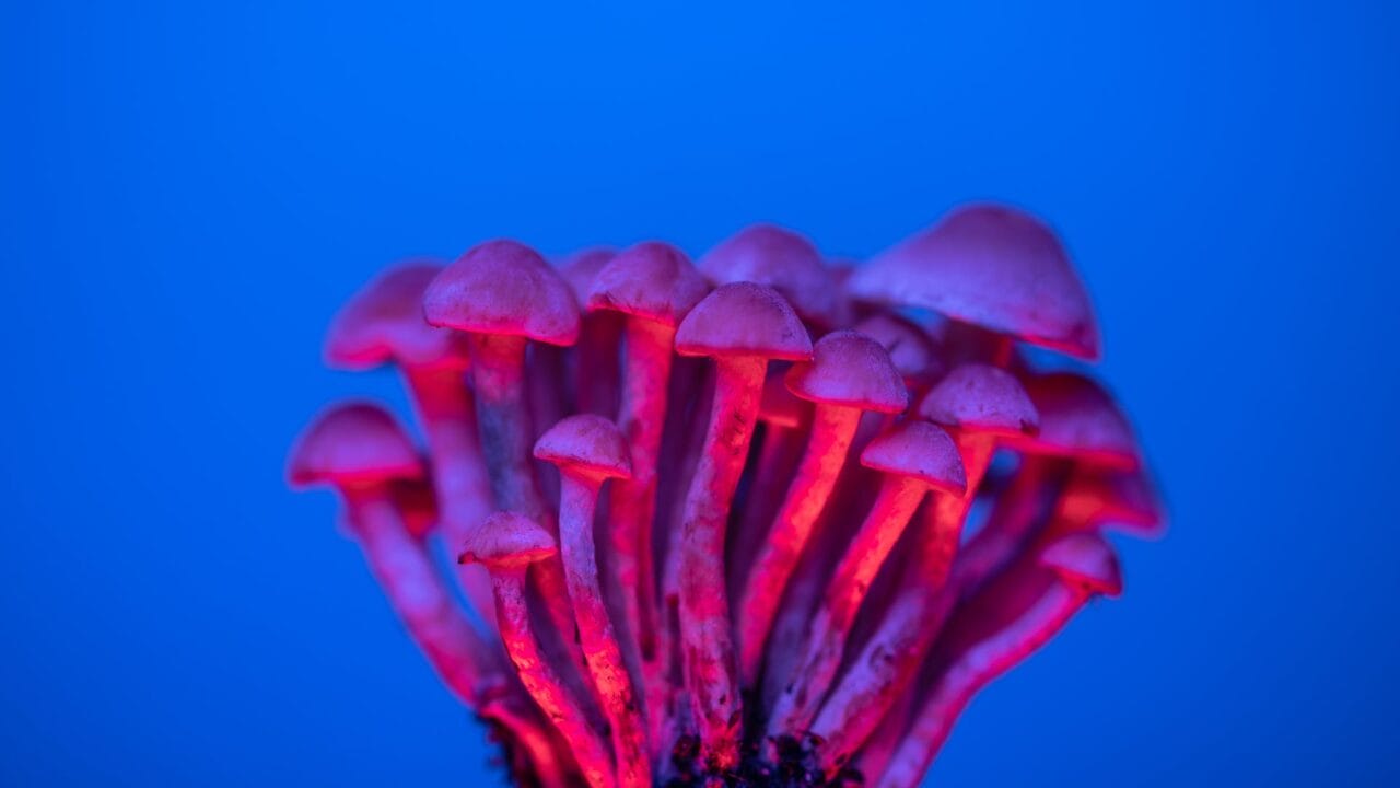Cognitive Enhancement via Shrooms Delivery: A Deep Dive into the Advantages of Nootropics