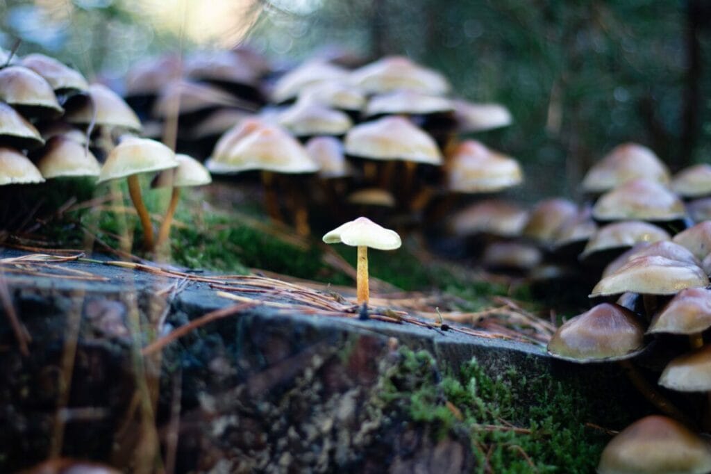 Shroom Delivery at Magic Mushroom Dispensary Canada