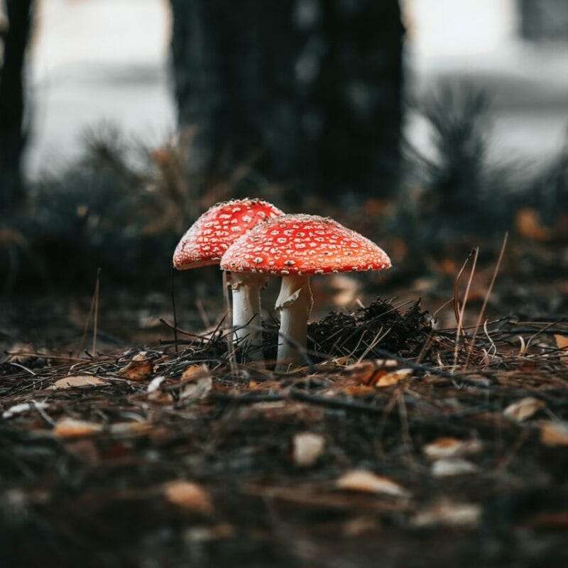 Shroom online delivery at Zoomies Canada | Magic Mushroom Dispensary Canada