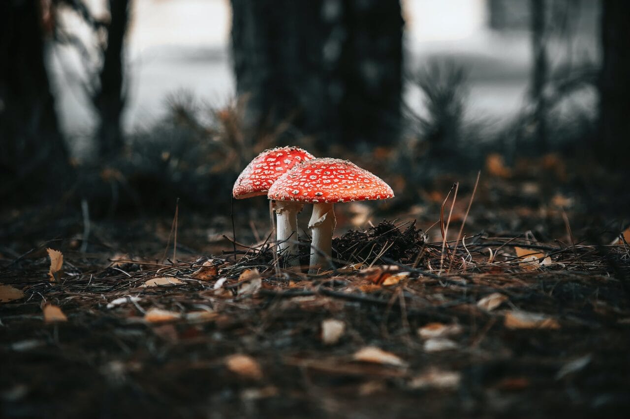 The Psilocybin Revolution: Manufacturing, Studies, & Projected Developments