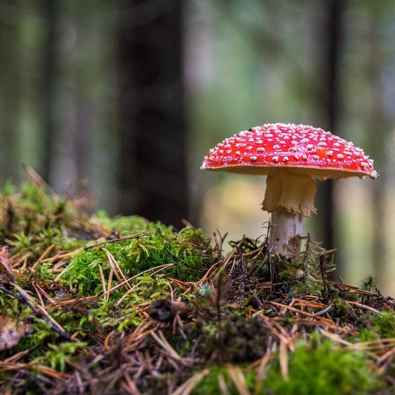 Shrooms Online in Canada | Magic Mushroom Dispensary Canada