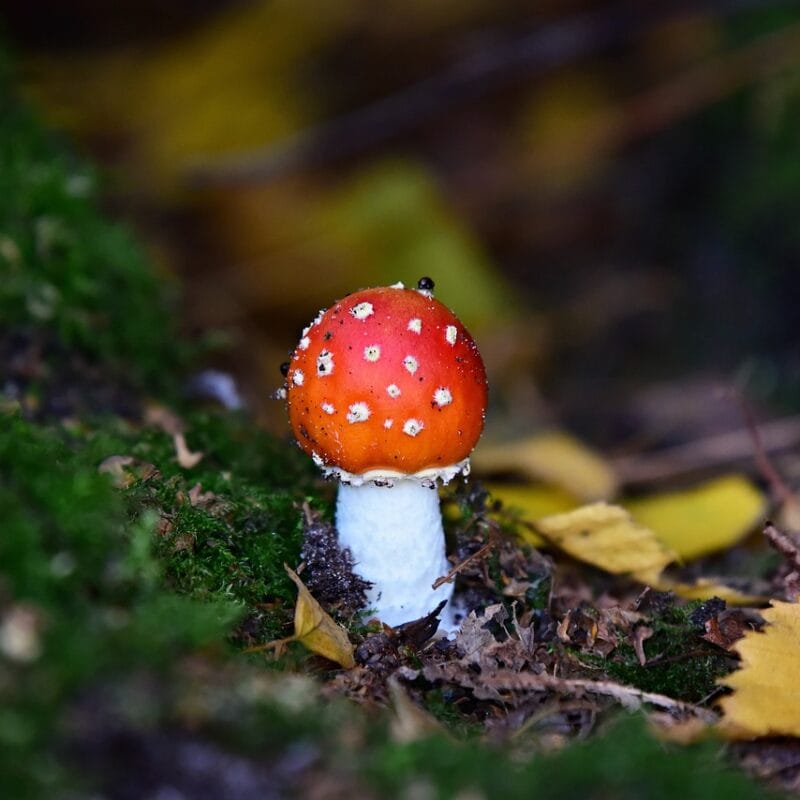 buy LSD online in Canada | Magic Mushroom Dispensary Canada