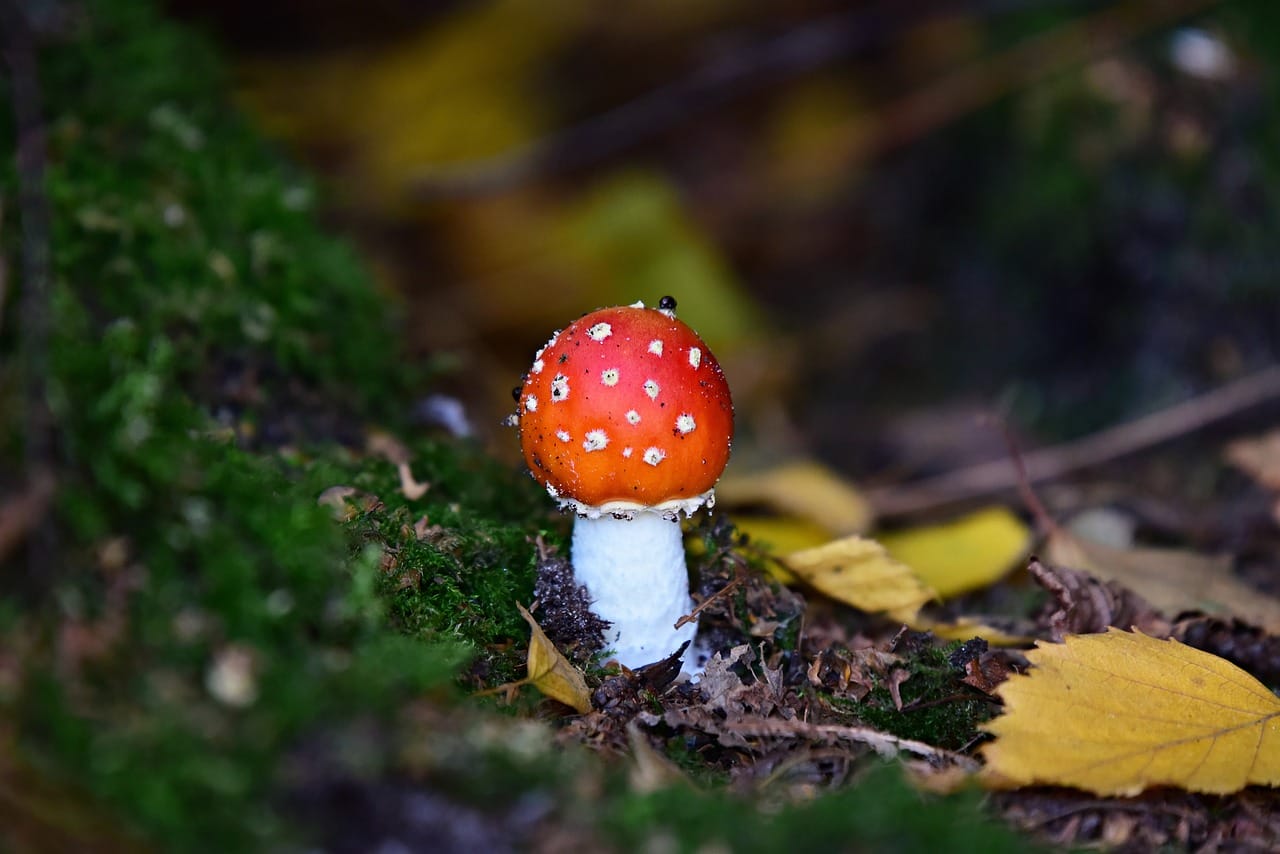 Can LSD Lead to Happiness? Perspectives from Experts