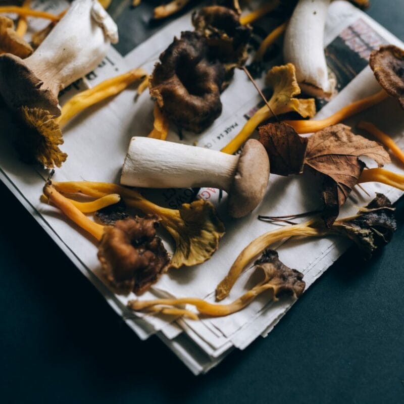 Mushroom chocolate at Zoomies Canada | Magic Mushroom Dispensary Canada