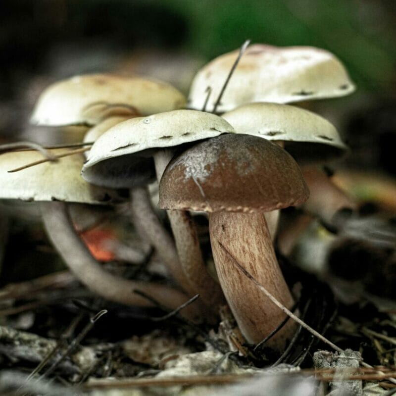 psilocybin mushroom | Magic Mushroom Dispensary Canada