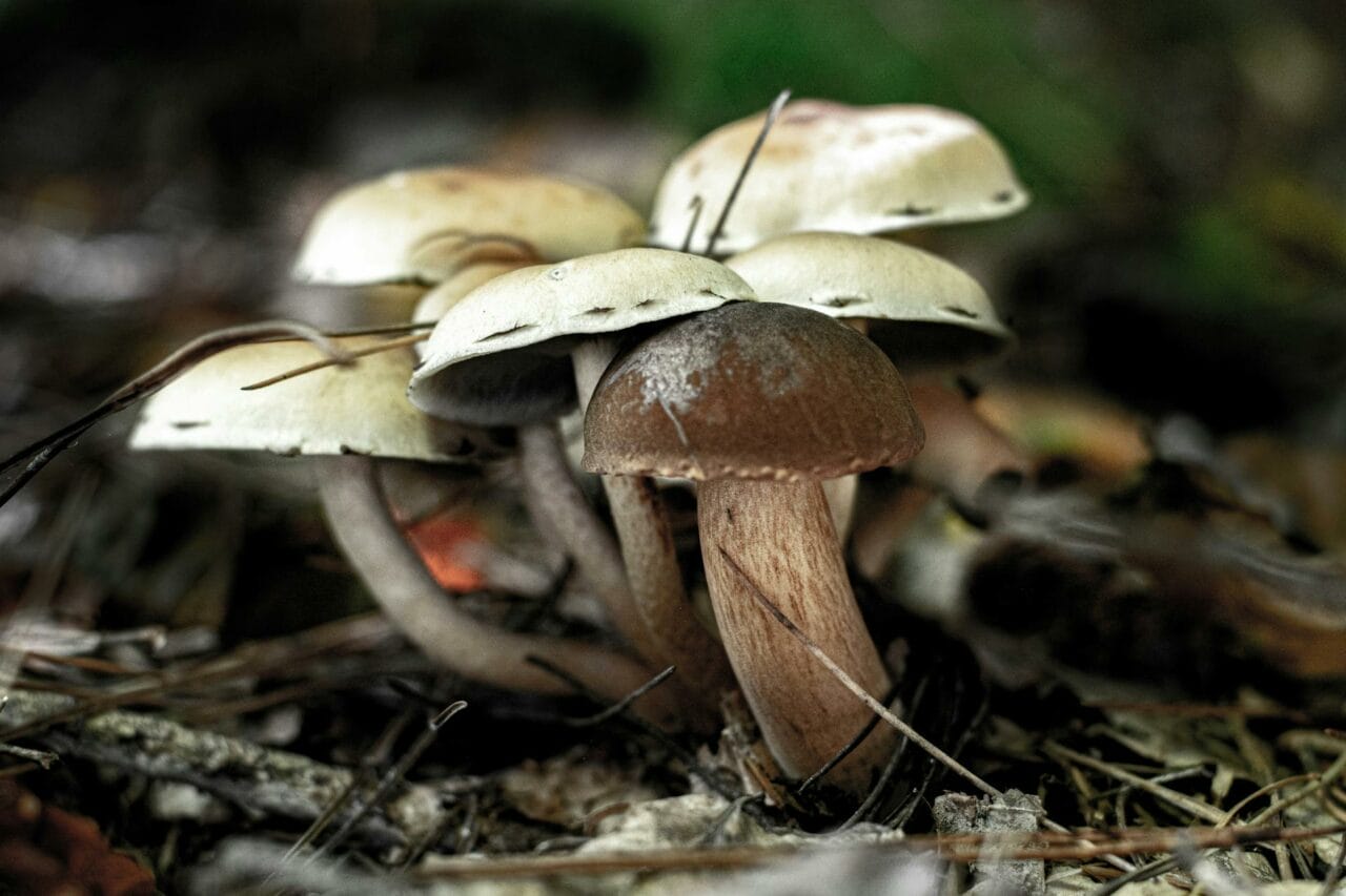 Which is Superior? Brazilian or Costa Rican Magic Mushrooms?
