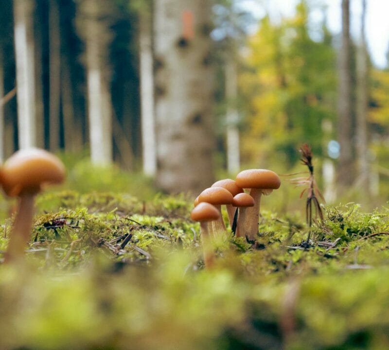 Magic Mushroom Dispensary | Magic Mushroom Dispensary Canada