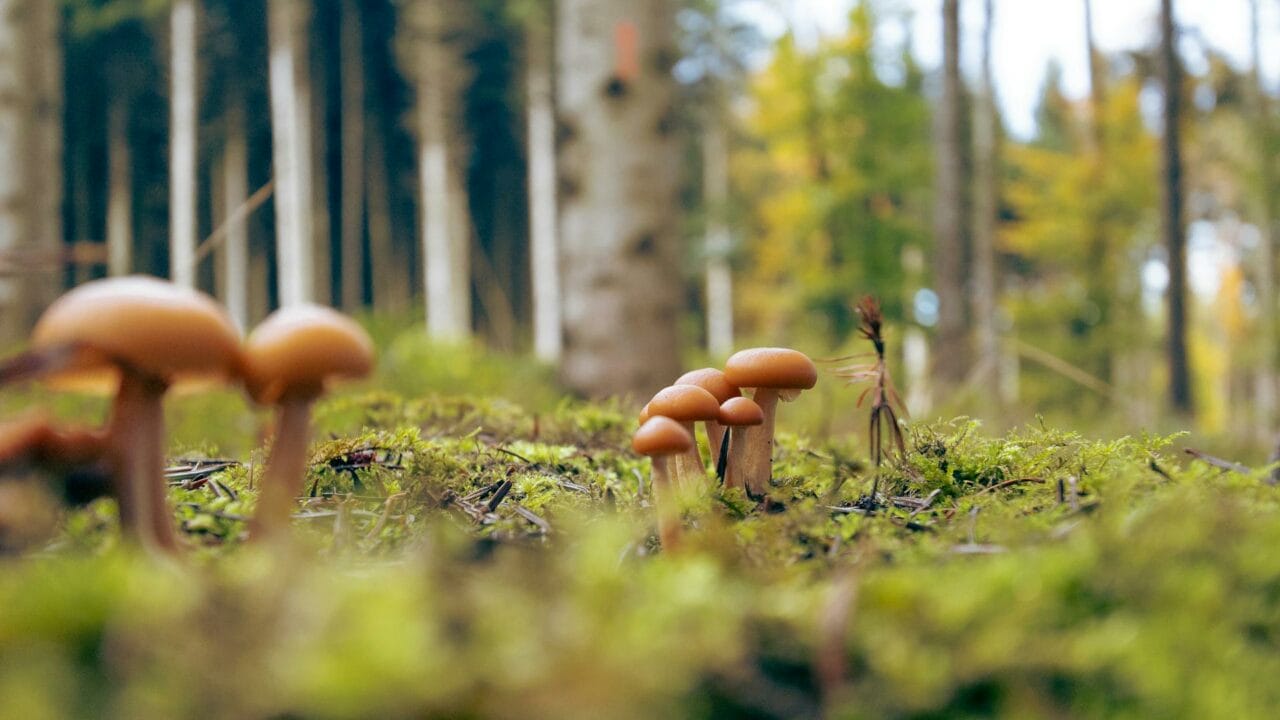 Globetrotting with Magic Mushrooms from Cambodia, Chitwan Nepal, and Ecuador