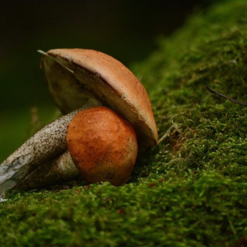 Mushroom Dispensary Vancouver | Magic Mushroom Dispensary Canada