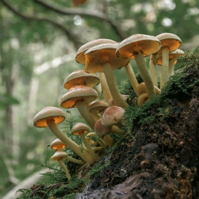 Shrooms online | Magic Mushroom Dispensary Canada