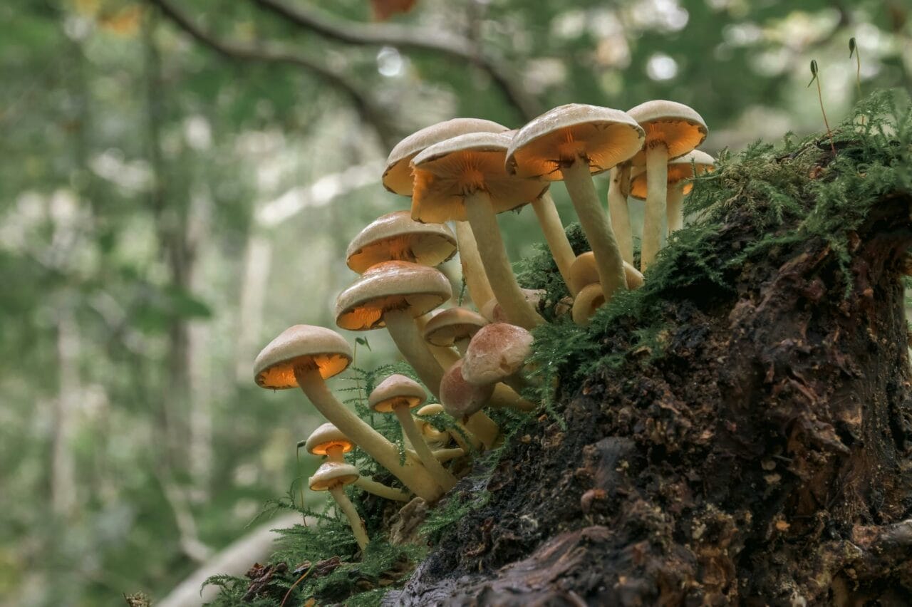 Psilocybin, Found in Magic Mushrooms, Enhances Sexual Performance and Satisfaction