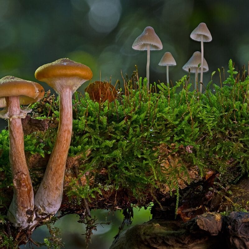 magic mushroom in Canada | Magic Mushroom Dispensary Canada