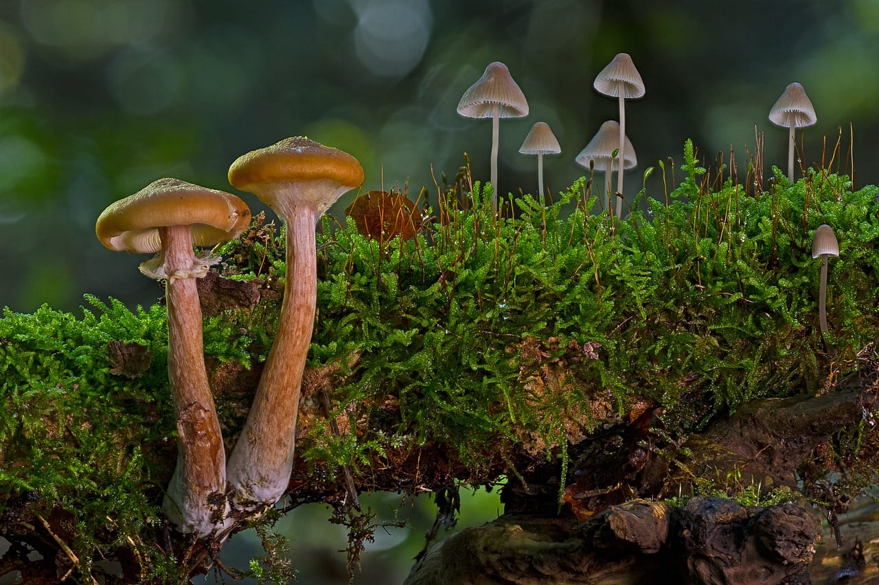 The Majority of Canadians, 80%, Back the Use of Psychedelic Mushrooms for Alleviating Existential Distress