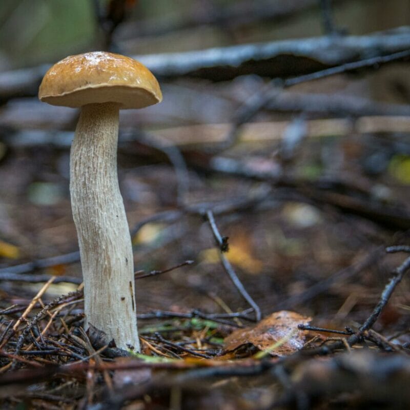 Shrooms online | Magic Mushroom Dispensary Canada